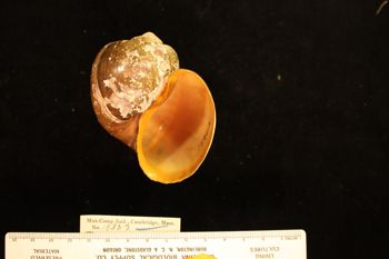 Media type: image; Malacology 158313